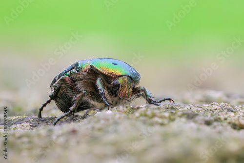 Goldglänzender Rosenkäfer Cetonia aurata photo