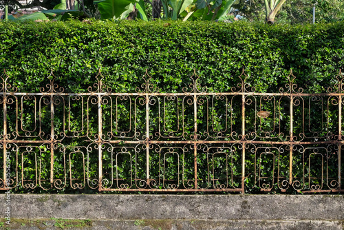 Old rusty iron fence with white paint. Fence the plants with an iron fence. Protects the house from the threat of thieves. Plant fences covered with iron fences