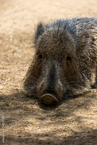 Close up view of a peccary photo