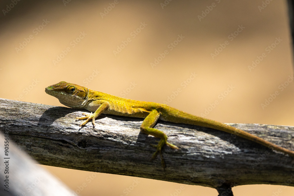 Fototapeta premium Anole lizard relaxing on a tree branch