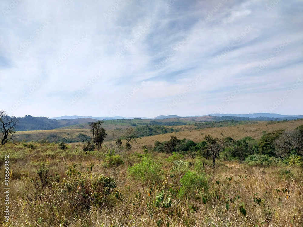 Cerrado Vegetation - Juquery park Cerrado Vegetation - Juquery park