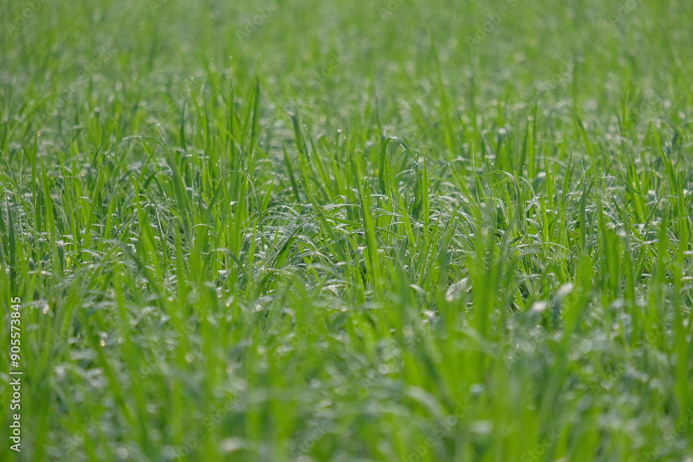 Pattern and texture of fresh green rice plants. Closed up of rice leaves and morning dew. Abstract for graphic design Pattern and texture of fresh green rice plants. Closed up of rice leaves and morning dew. Abstract for graphic design