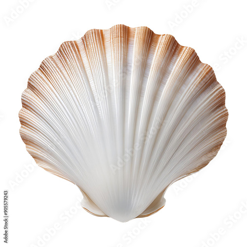 scallop shell isolated on transparent background