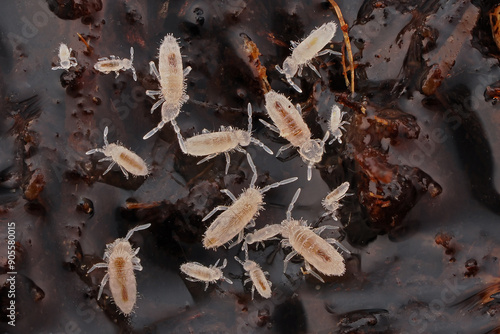 Springschwänze krabbeln im Boden auf Humus, Collembola