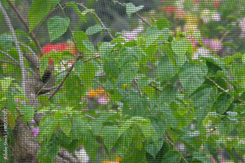 Paranet net to protect plants. The net protects plants from pests and other diseases. Abstract patterned black paranet photo