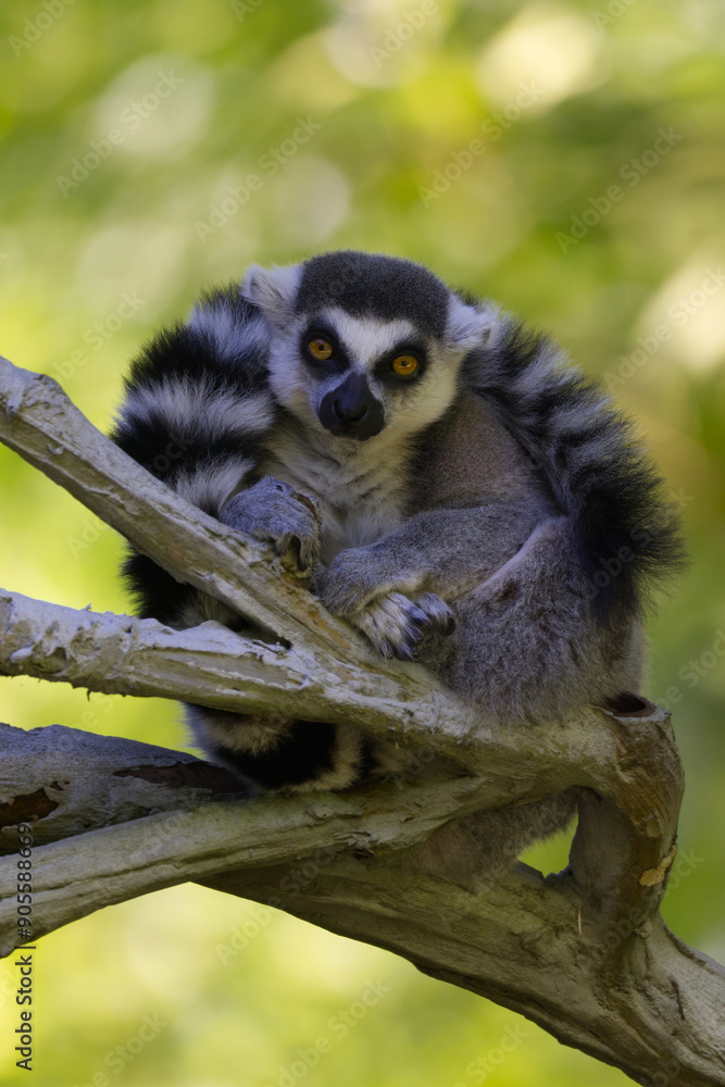 Fototapeta premium Ring-Tailed Lemur Perched on a Tree Branch