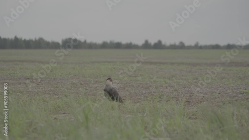 Bird resting in the middle of the field