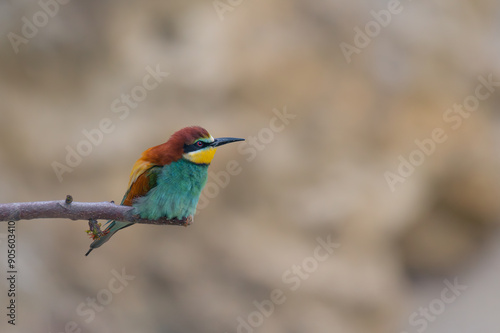 bird, wild lebende tiere, bienenfresser, natur, tier,