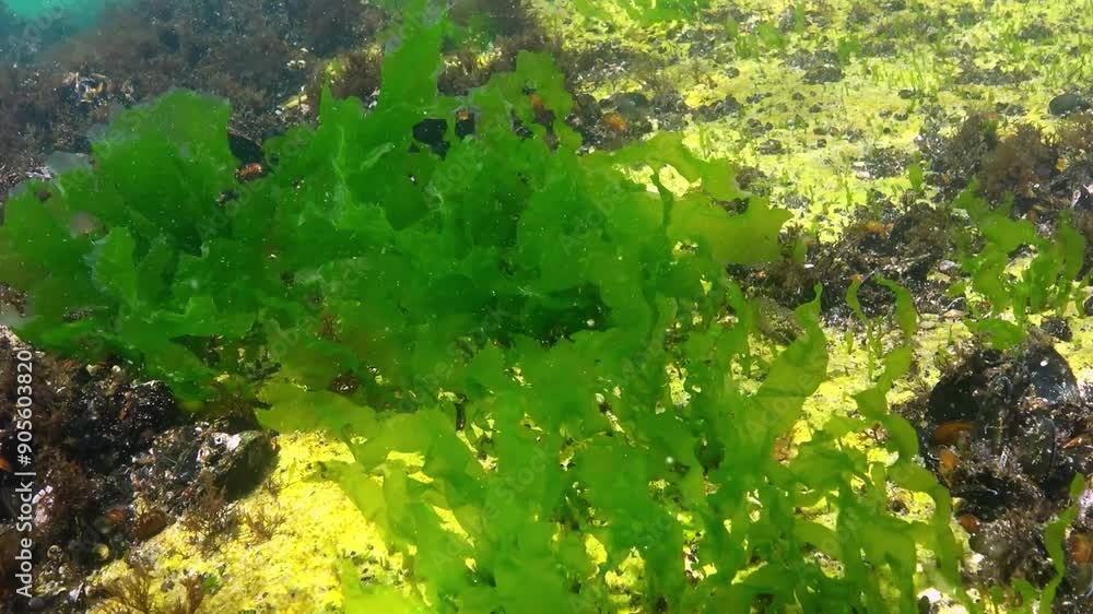Underwater view of algae in the Black Sea, green algae Ulva and Enteromorpha on rocks at shallow depths Underwater view of algae in the Black Sea, green algae Ulva and Enteromorpha on rocks at shallow depths