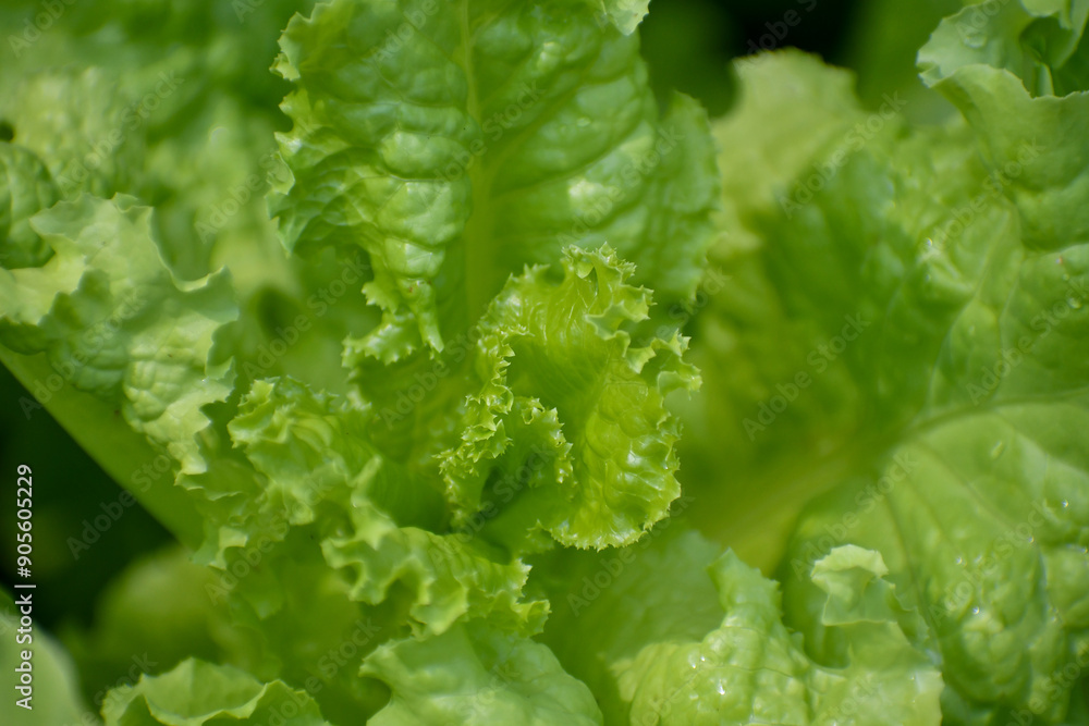 A closeup of fresh green lettuce in the garden A closeup of fresh green lettuce in the garden