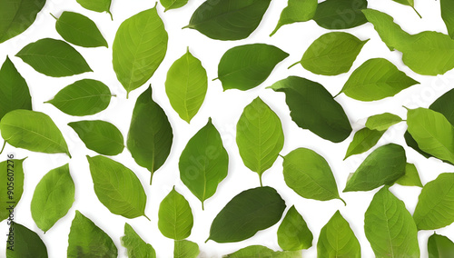 fresh cocoa leaves isolated on white background,Generative AI
