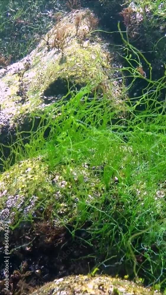 Black Sea - long thalli of green algae Enteromorpha sp. grow on a rock and sway near the shore Black Sea - long thalli of green algae Enteromorpha sp. grow on a rock and sway near the shore