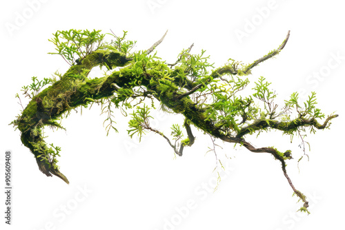 Wallpaper Mural Delicate moss covered branch with swaying young leaves isolated on white background. Torontodigital.ca