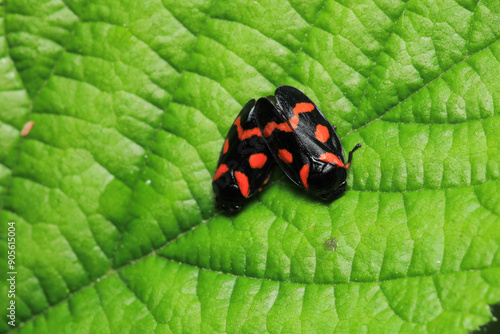 cercopis vulnerata red insect photo photo