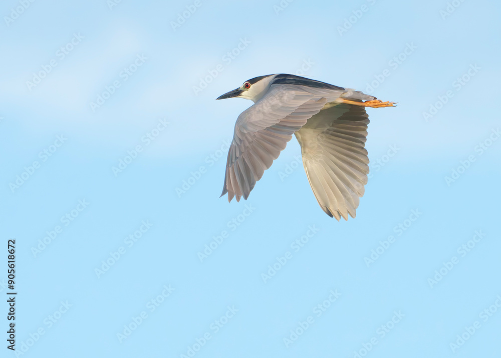 Night Heron on the move in early morning light. Summer, East Coast of Florida. Night Heron on the move in early morning light. Summer, East Coast of Florida.