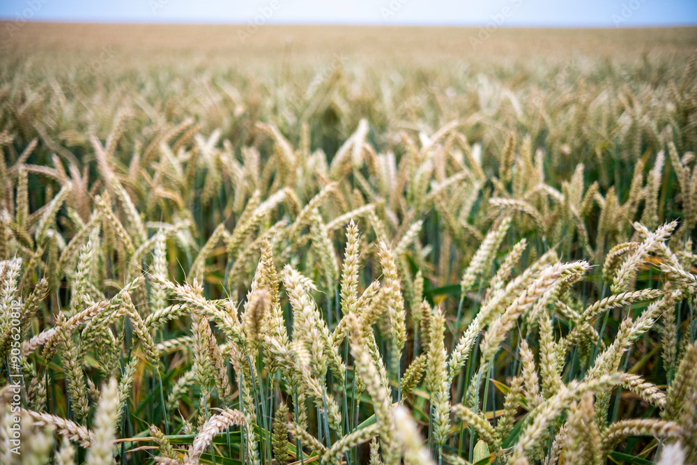Juicy fresh ears of young green wheat on nature in spring summer field close-up of macro. Green Wheat field blowing in the rural Indian fields. Germany.
