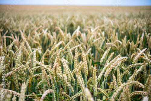 Obraz na płótnie Juicy fresh ears of young green wheat on nature in spring summer field close-up of macro. Green Wheat field blowing in the rural Indian fields. Germany. w salonie