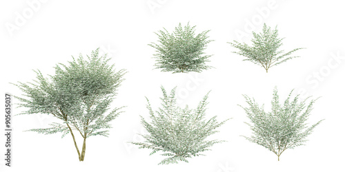 фотографія Set of Variegated privet plants, isolated on transparent background