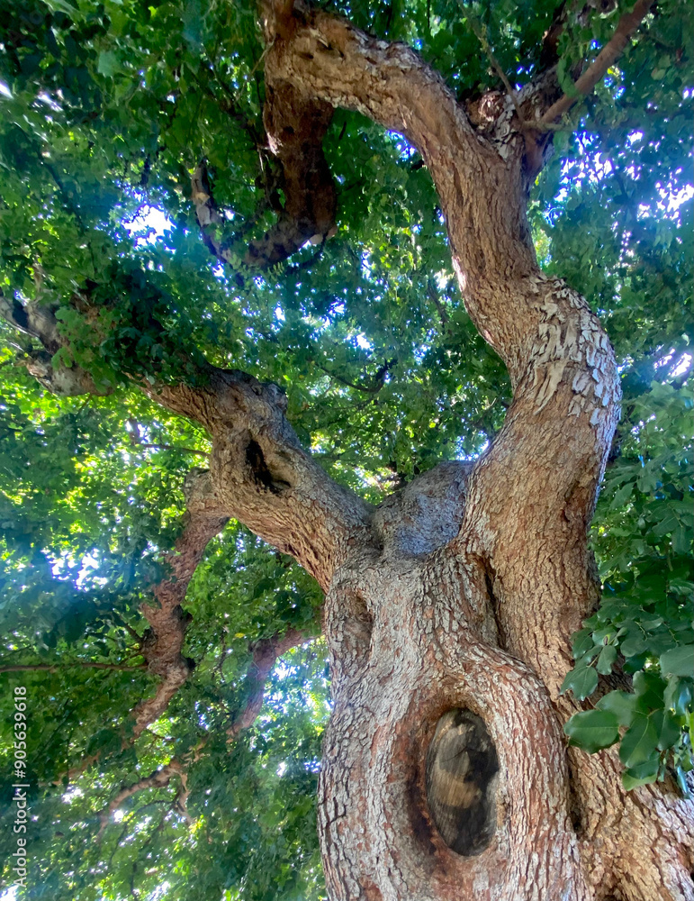 Hole in tree trunk under green tree canopy with twisty tree branches Hole in tree trunk under green tree canopy with twisty tree branches