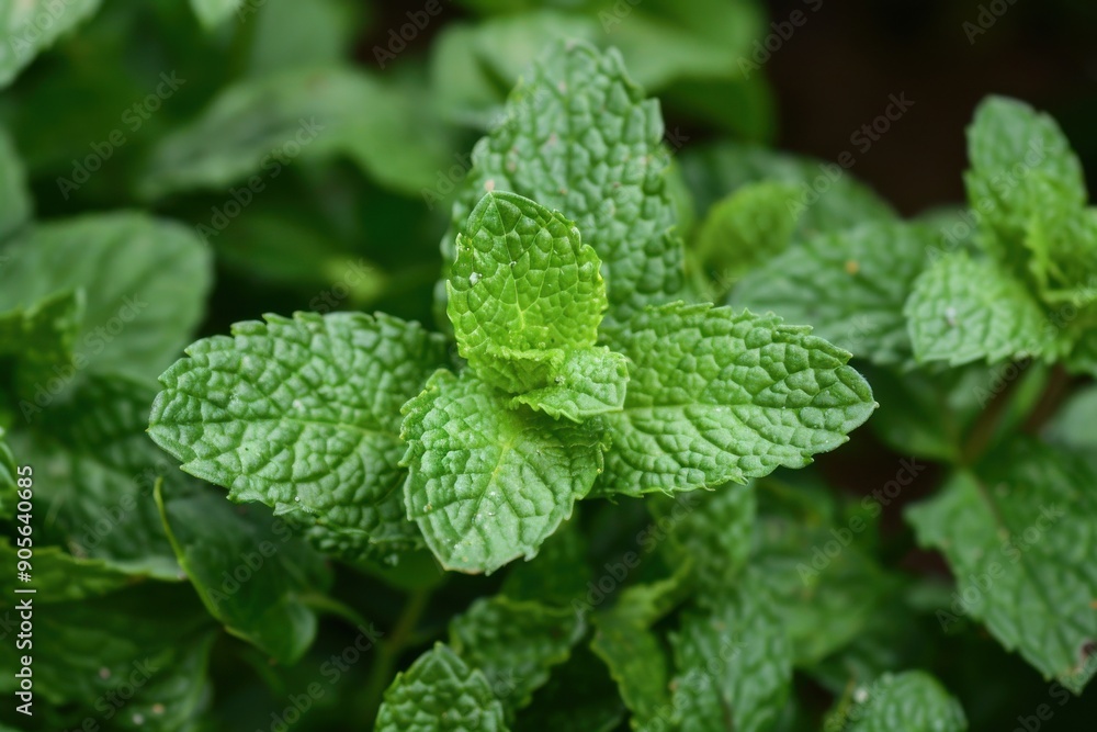 Fresh mint foliage: a fragrant culinary component, tasty herbs for enjoyable organic gardening experience Fresh mint foliage: a fragrant culinary component, tasty herbs for enjoyable organic gardening experience
