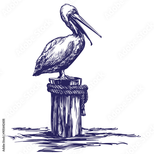 bird pelican, wildlife hand drawn vector illustration realistic sketch