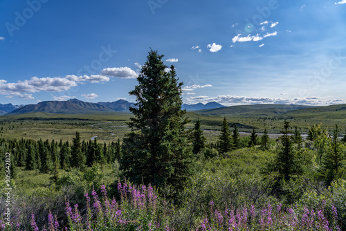 Fototapeta Naklejka Na Ścianę i Meble -   Denali National Park and Preserve, Alaska.  Savage River