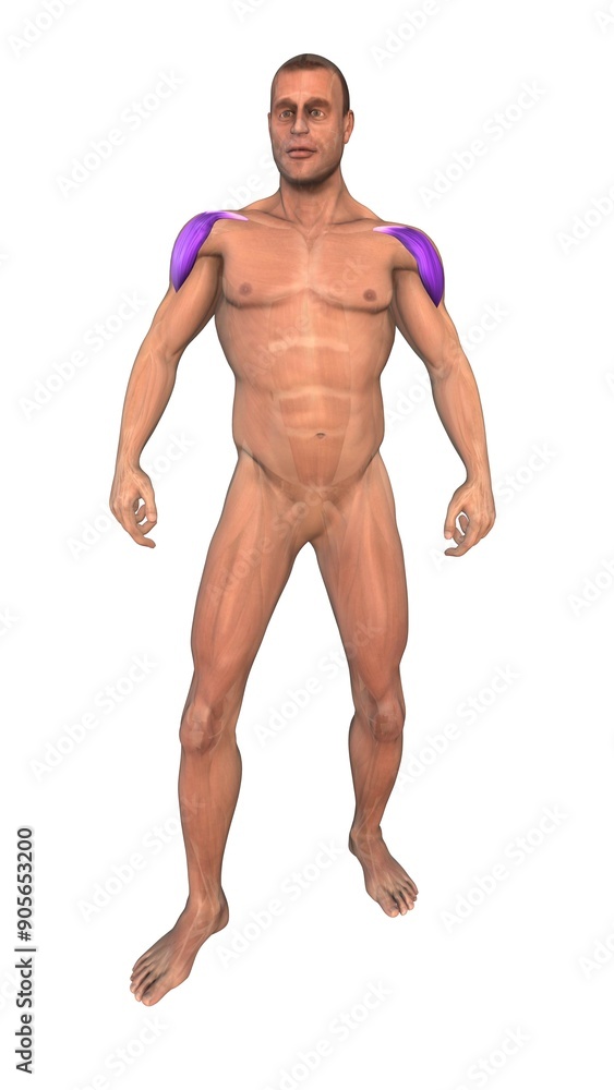 The human muscular system highlightDeltoid muscl The human muscular system highlightDeltoid muscl