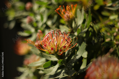 Nadelkissen blühend, Leucospermum photo