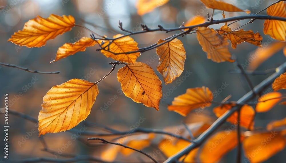Autumn Orange Leaves , on a blurry background of tree branches and leaves with copy space, image with shallow depth of field. Autumn Orange Leaves , on a blurry background of tree branches and leaves with copy space, image with shallow depth of field.