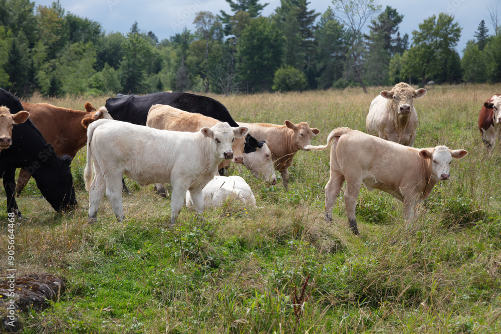 Meadow with Grazing Brown Cows Meadow with Grazing Brown Cows