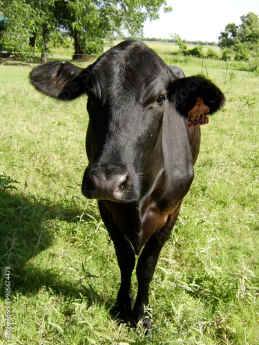 Cow standing in grass field