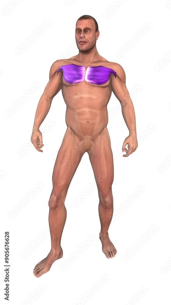 The human muscular system highlight Pectoralis major muscles The human muscular system highlight Pectoralis major muscles
