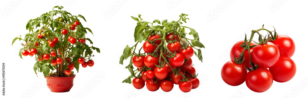 Set of tomatoes and its plant isolated on a transparent background. Set of tomatoes and its plant isolated on a transparent background.