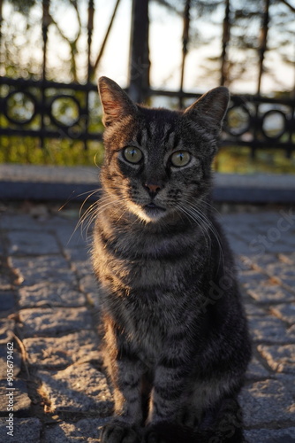 Vertical cat photo taken close-up, portrait.Beautiful cat portrait.