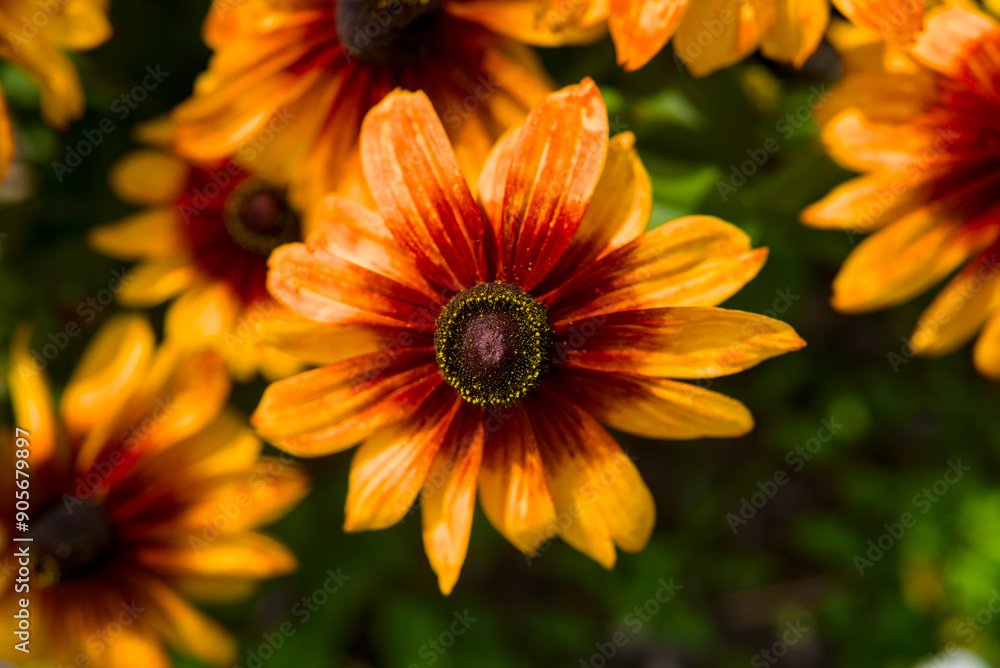 Vibrant orange and yellow flowers - Rudbeckia hirta aka black-eyed Susan - with green foliage in a garden setting. Vibrant orange and yellow flowers - Rudbeckia hirta aka black-eyed Susan - with green foliage in a garden setting.