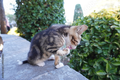A little kitten licking it's paw.Horizontal cute kitten photo.