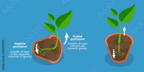 Bild auf Leinwand 3D Isometric Flat Vector Illustration of Geotropism and Gravitropism In Plants,