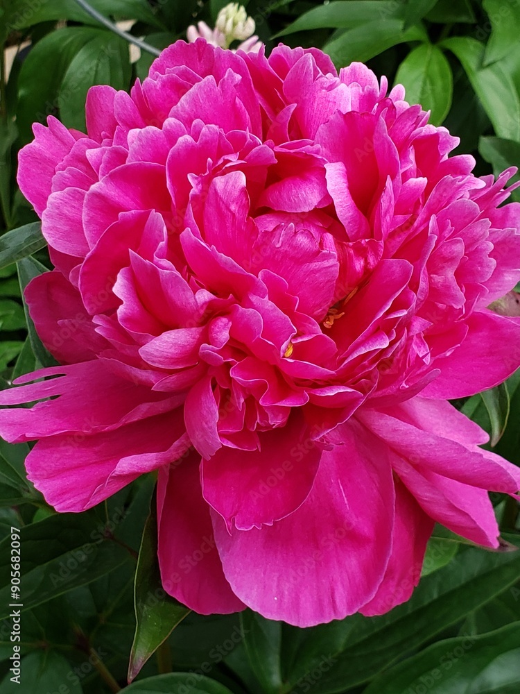 pink peony
