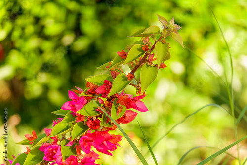 Bougainvillea, Paper flower Bougainvillea hybrida soft focus with blurry background