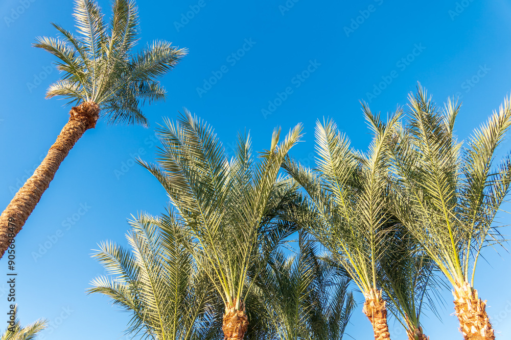 Palm tree with green leaves on blue background Palm tree with green leaves on blue background