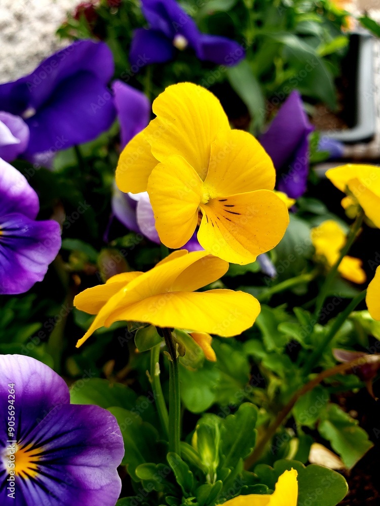 Naklejka premium yellow and purple flowers