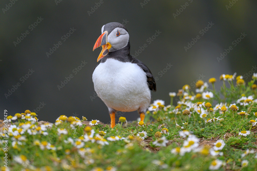 Fototapeta premium Puffins in the flowers