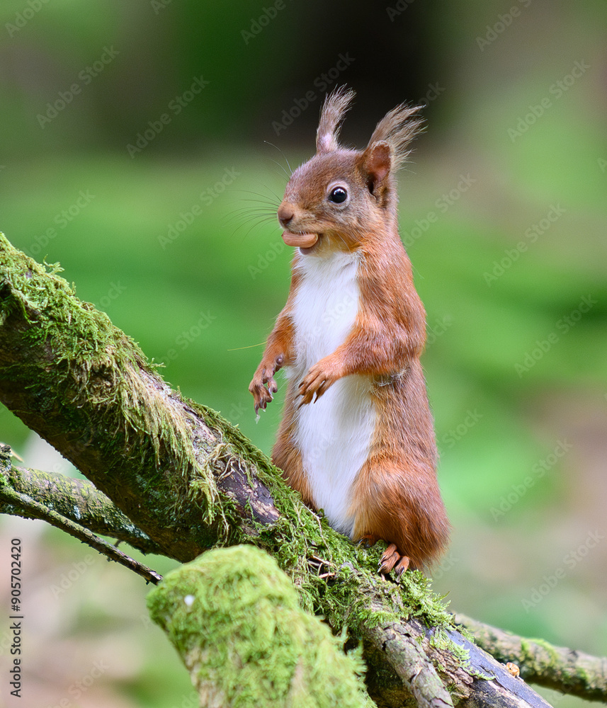 Fototapeta premium Red Squirrel standing with a nut in its mouth