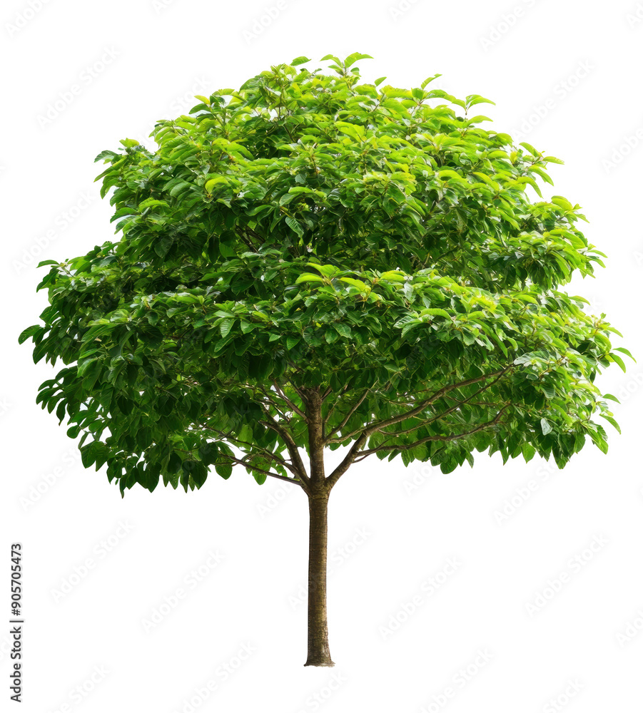 Fototapeta premium green tree isolated