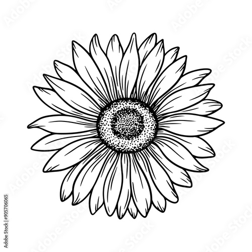 Vector sunflower illustration in line art style. Graphic monochrome drawing. Hand drawn floral outline sketch, engraved illustration. Design element for coloring book page, tattoo, logo, icon, label.