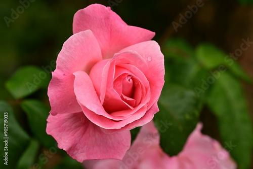 Gorgeous roses in the garden. Victoria, BC, Canada