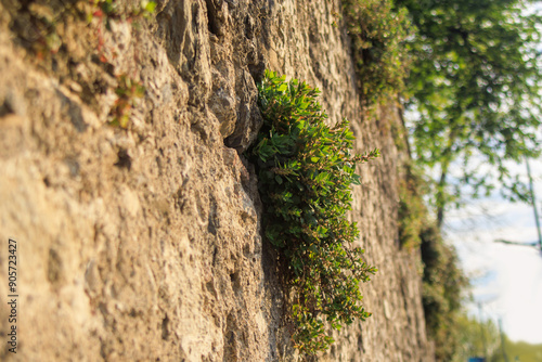 colorful plant on the wall stone