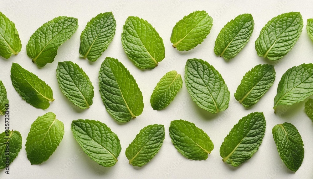 an overhead photo of fresh green mint leaves neatly arranged in a repeating pattern on a white background an overhead photo of fresh green mint leaves neatly arranged in a repeating pattern on a white background