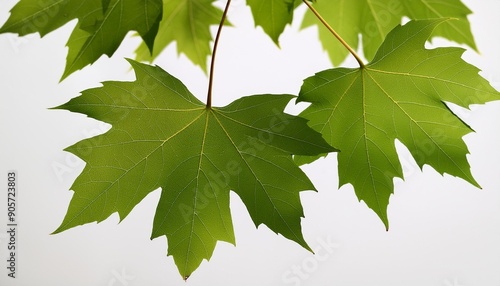 sycamore maple acer pseudoplatanus branch with green leaves photo