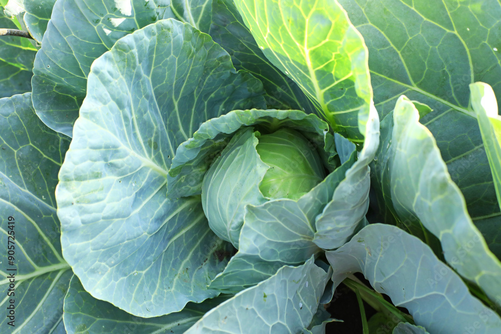 Obraz premium Growing green cabbage on an organic farm. Cabbage in home garden close-up